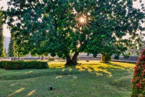 tree transplantation